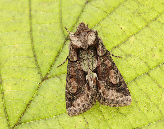 73.068 BF2245 Green-brindled Crescent  Allophyes oxyacanthae