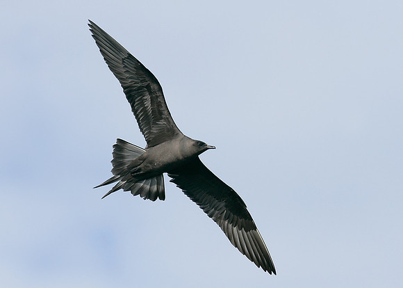 Arctic Skua Stercorarius parasiticus