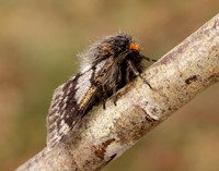 70.249 BF1929 Rannoch Brindled Beauty Lycia lapponaria