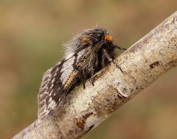 70.249 BF1929 Rannoch Brindled Beauty Lycia lapponaria