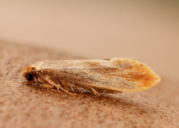 12.032 BF246 Tinea semifulvella