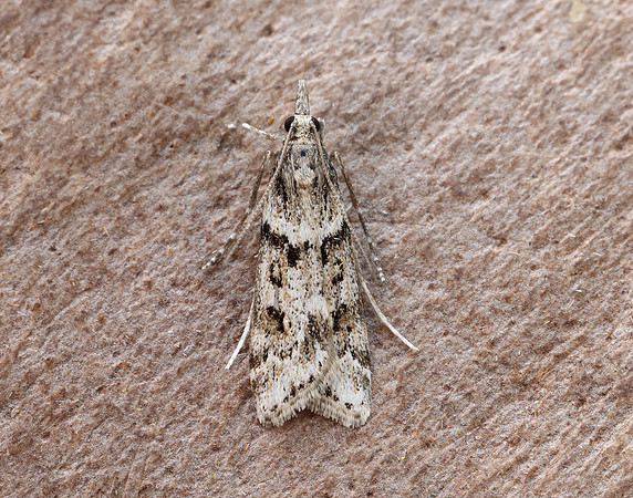 63.069 BF1342 Eudonia angustea