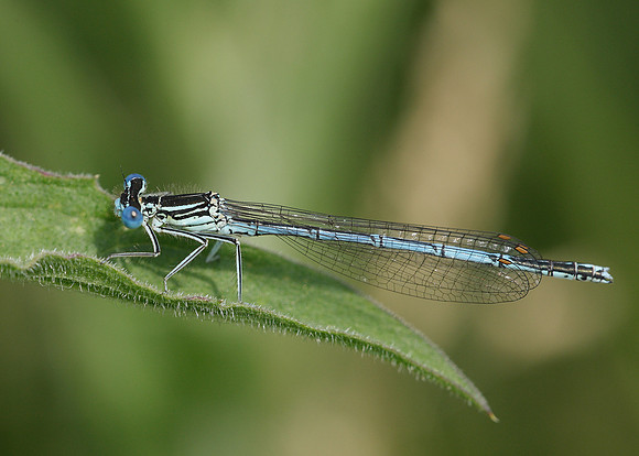 White-legged Damselfly Platycnemis pennipes