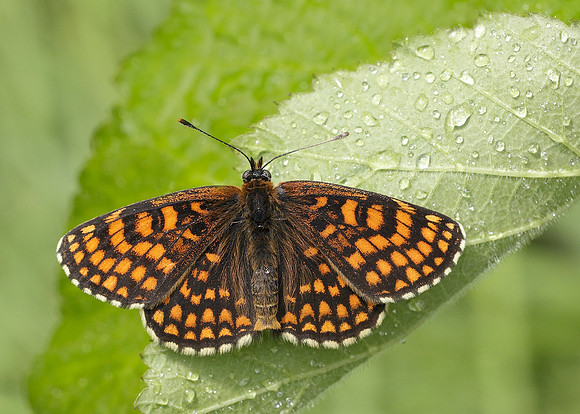 Heath Fritillary Melitaea athalia
