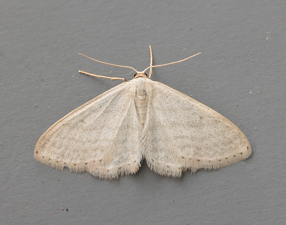 70.009 BF1709 Satin Wave Idaea subsericeata