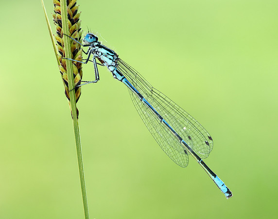 Variable Damselfly Coenagrion pulchellum