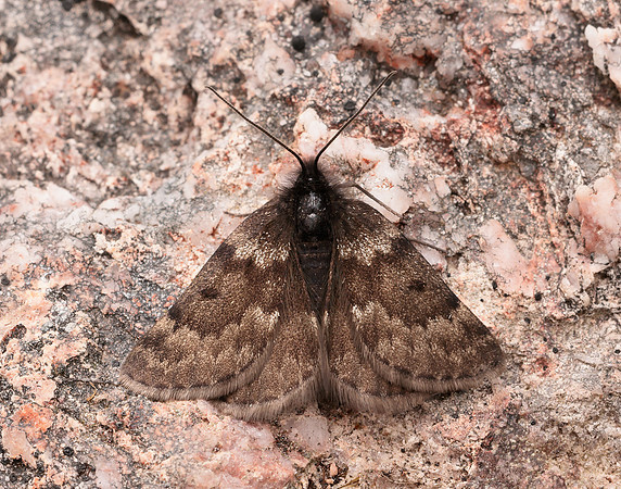 70.289 BF1965 Black Mountain Moth Glacies coracina