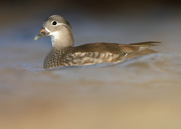 Mandarin Aix galericulata