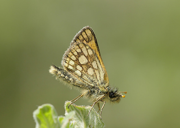 Chequered Skipper Carterocephalus palaemon