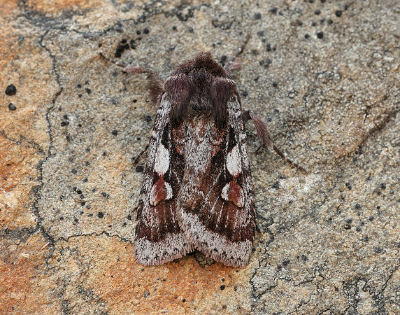 73.363 BF2125 Northern Dart Xestia alpicola