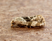 49.101 BF926 Phalonidia manniana