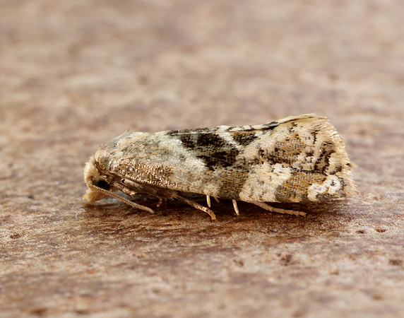 49.101 BF926 Phalonidia manniana