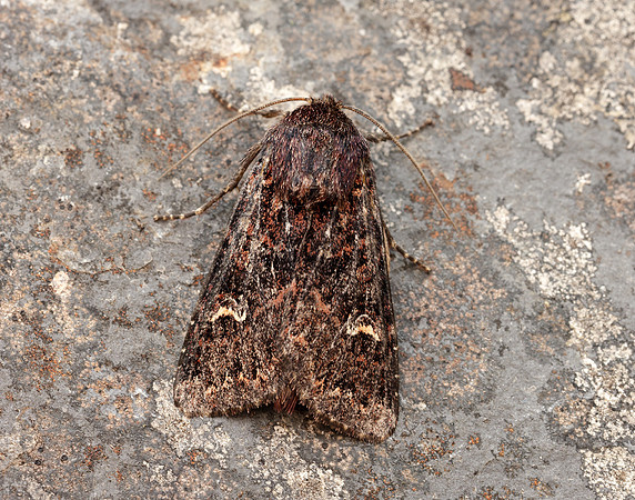 73.167 BF2324 Northern Arches Apamea exulis