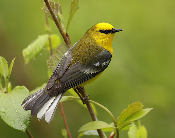 Blue-winged Warbler Vermivora cyanoptera