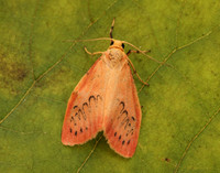 72.035 BF2037 Rosy Footman Miltochrista miniata