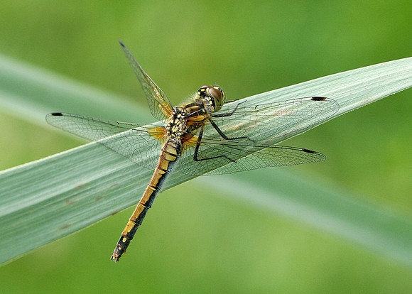 Black Darter Sympetrum danae