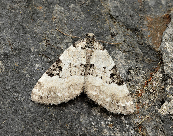 70.136 BF1806 Pretty Pinion Perizoma blandiata