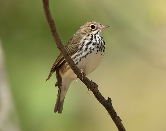Ovenbird Seiurus aurocapilla