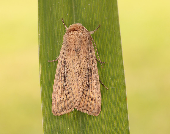 73.302 BF2204 Obscure Wainscot Leucania obsoleta