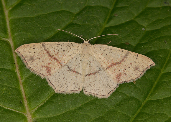 70.036 BF1680 Maidens Blush Cyclophora punctaria