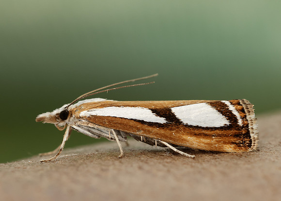 63.096 BF1310 Catoptria permutatellus