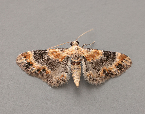 70.150 BF1816 Toadflax Pug Eupithecia linariata