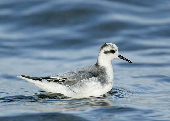 Grey Phalarope Phalaropus fulicarius