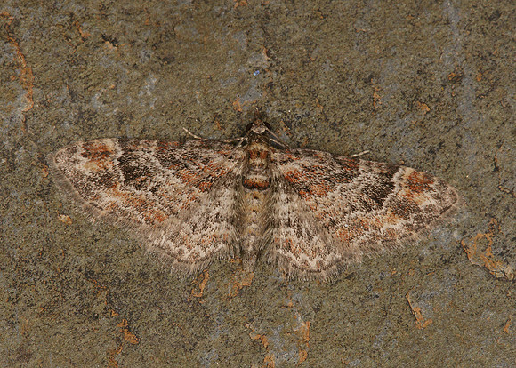 70.141 BF1862 Double-striped Pug Gymnoscelis rufifasciata