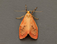 72.035 BF2037 Rosy Footman Miltochrista miniata