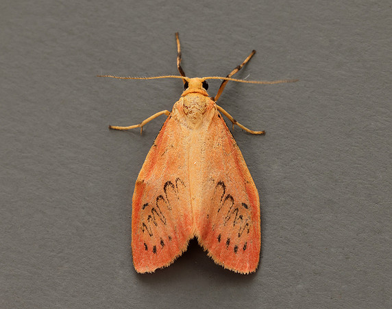 72.035 BF2037 Rosy Footman Miltochrista miniata