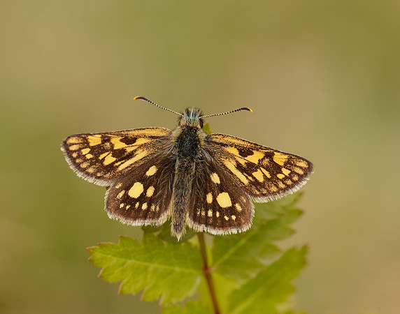 Chequered Skipper Carterocephalus palaemon