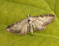 70.189 BF1840 Shaded Pug Eupithecia subumbrata