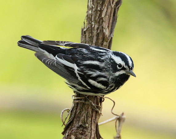 Black & White Warbler Mniotilta varia