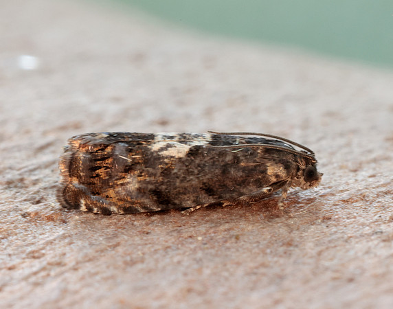 49.365 BF1229 Pammene albuginana