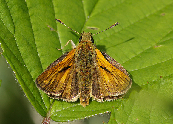 Large Skipper Ochlodes venata