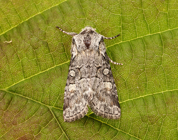 73.220 BF2225 Minor Shoulder-knot Brachylomia viminalis