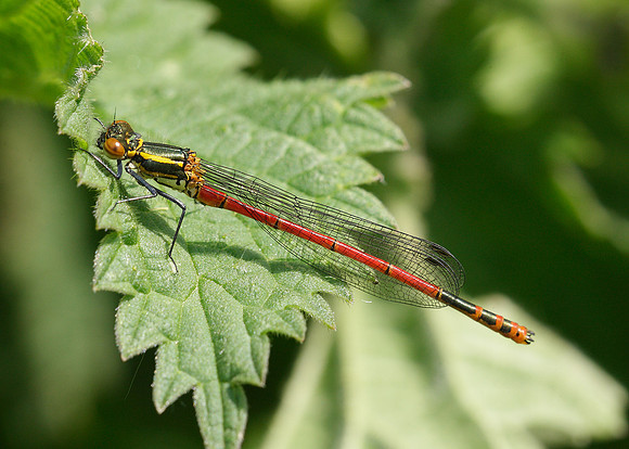 Large Red Damselfly Pyrrhosoma nymphula