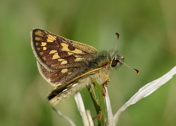 Chequered Skipper Carterocephalus palaemon