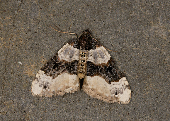 70.087 BF1752 Purple Bar Cosmorhoe ocellata