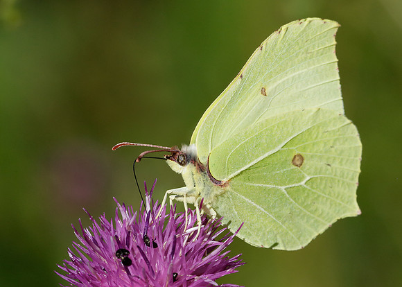 Brimstone Gonepteryx rhamni