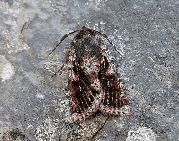 73.363 BF2125 Northern Dart Xestia alpicola