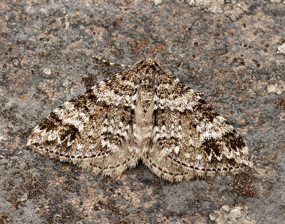 70.131 BF1809 Twin-spot Carpet Mesotype didymata