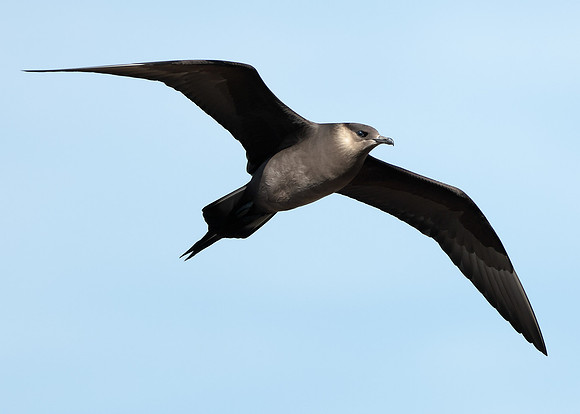 Arctic Skua Stercorarius parasiticus