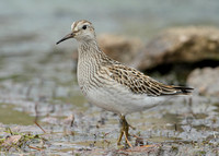 Pectoral Sandpiper Calidris melanotos