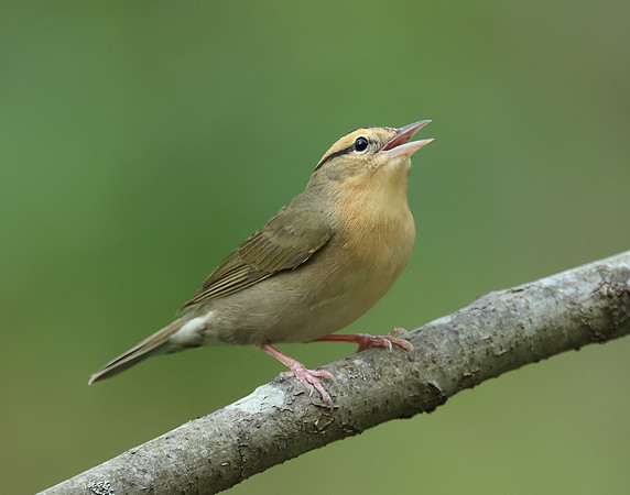 Worm-eating Warbler Helmitheros vermivorum