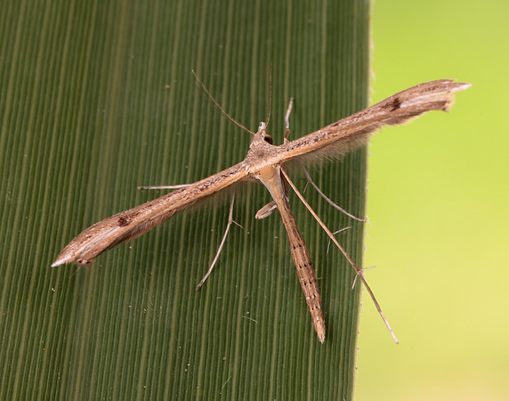 45.013 BF1508 Twin-spot Plume Stenoptilia bipunctidactyla