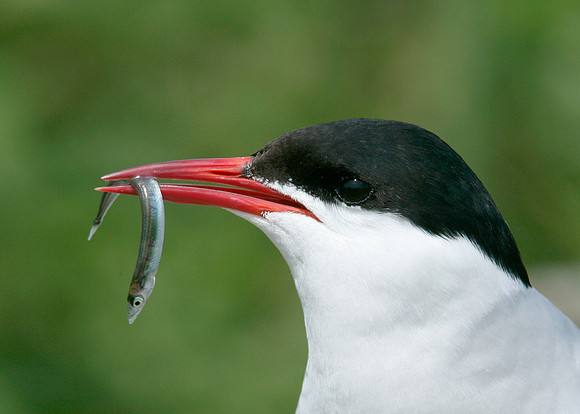 Arctic Tern Sterna paradisaea