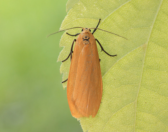 72.049 BF2043 Orange Footman Eilema sororcula