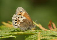 Large Heath Coenonympha tullia davus