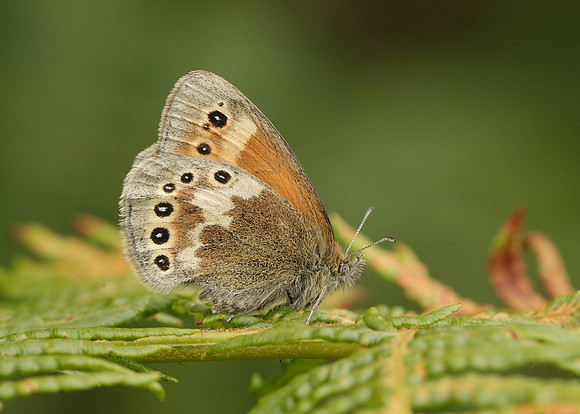Large Heath Coenonympha tullia davus